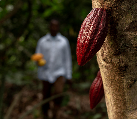 Sustainable Farming Practices - Eco-Friendly Agriculture